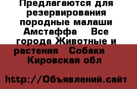 Предлагаются для резервирования породные малаши Амстаффа  - Все города Животные и растения » Собаки   . Кировская обл.